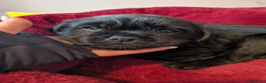 Mixed Breed 6