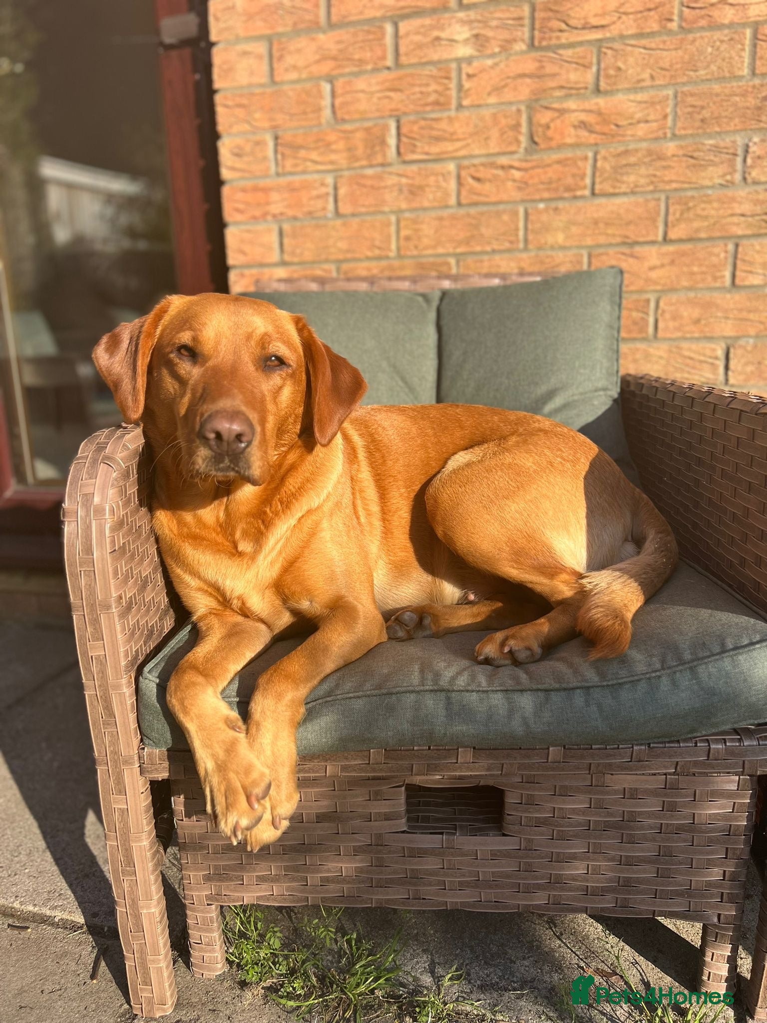 Harleigh (Kentwone Peony Glow)