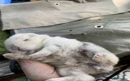 Mini Lop rabbits for sale: Mini lops X2 available now - Image 3