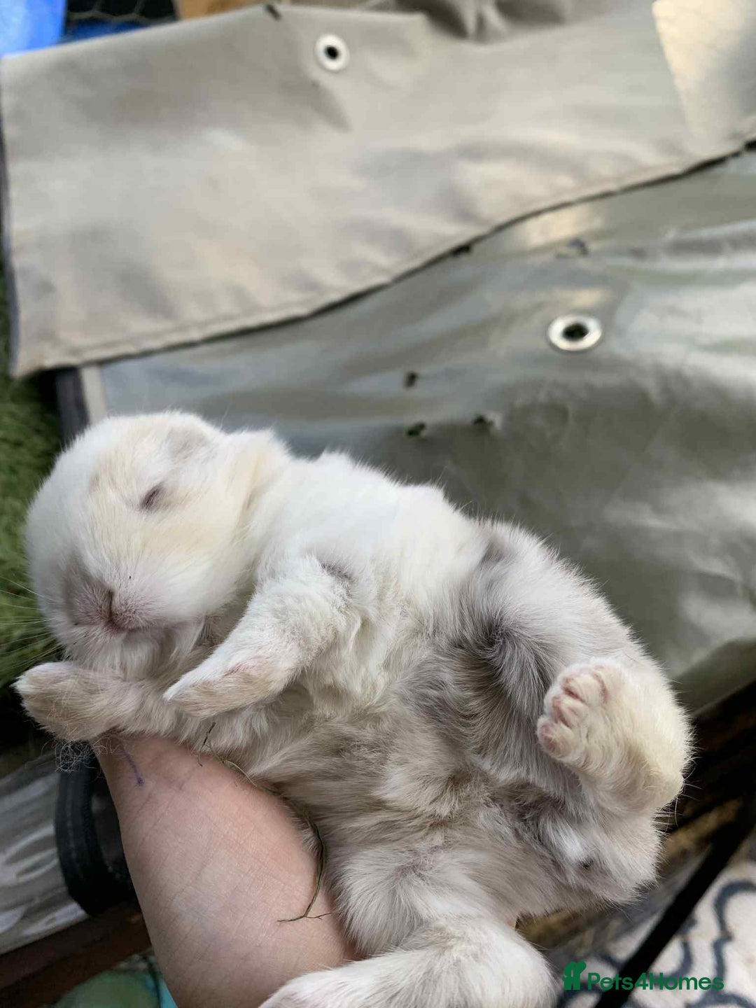 Mini Lop rabbits for sale: Mini lops X2 available now - Image 3