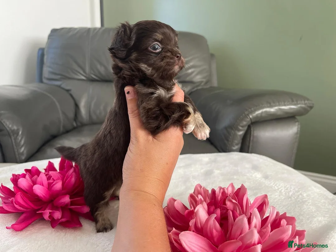 Chihuahua dogs for stud: Lilac and tan Russian import stud dog DNA tested in Rotherham - Advert 36