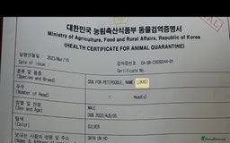 Maltipoo dogs for sale: RARE SILVER Teddy asian Maltipoo FULLY VACCINATED  - Image 15