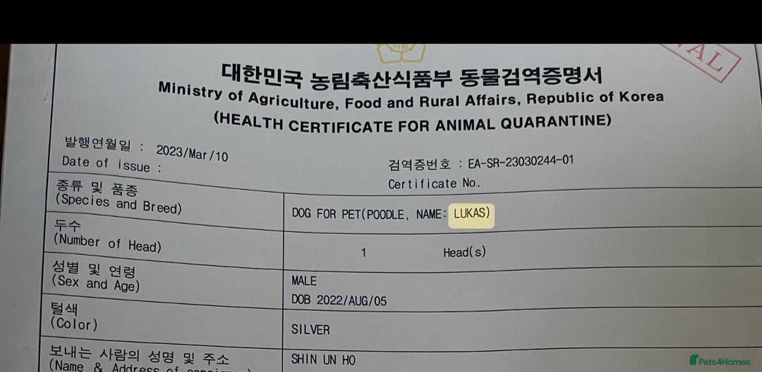 Maltipoo dogs for sale: RARE SILVER Teddy asian Maltipoo FULLY VACCINATED  - Image 15