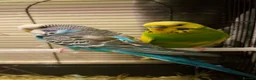 Mixed Breed birds for sale: budgie in Newmarket - Advert 4