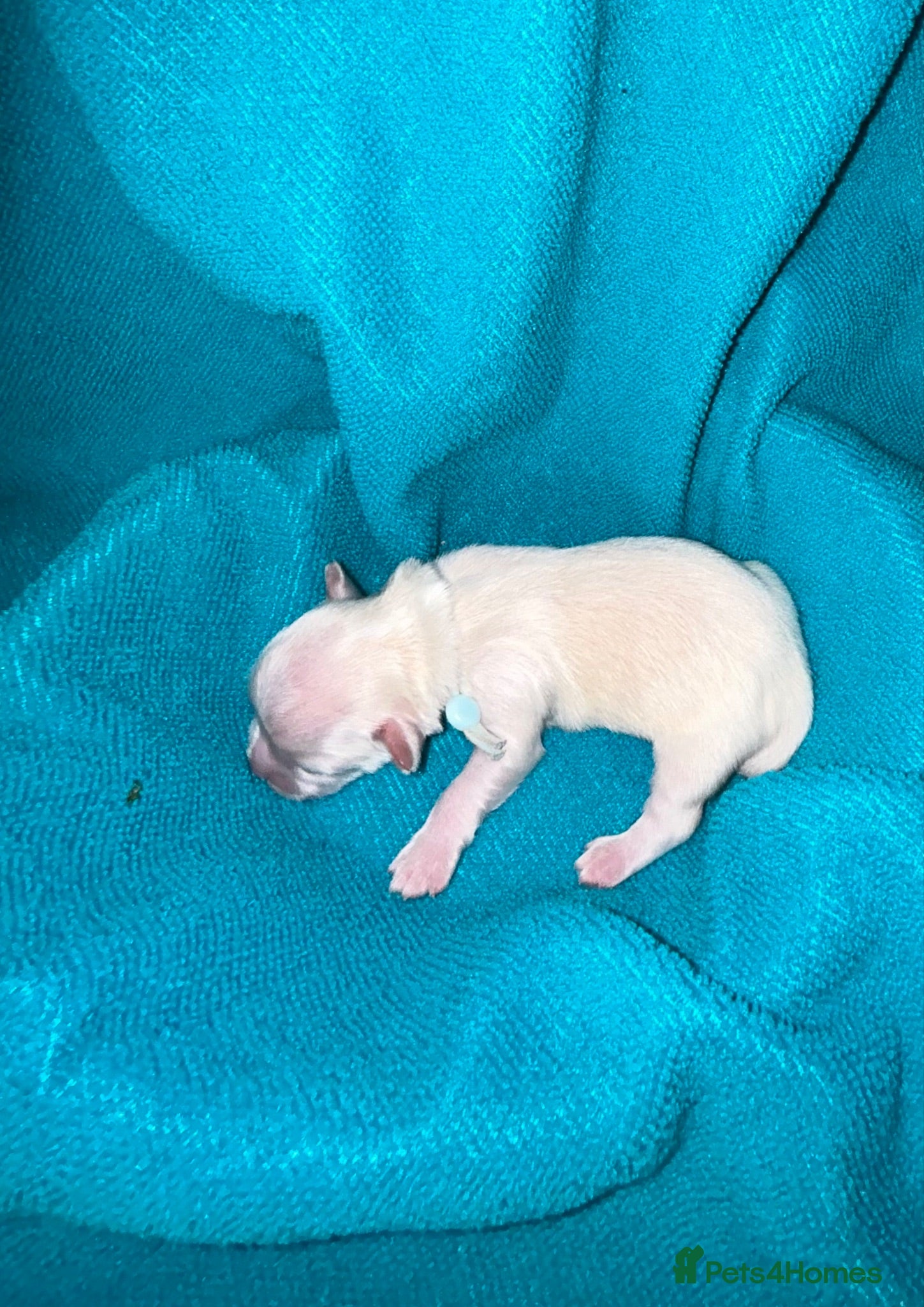 Lhasa Apso dogs Kc Reg Lhasa pup Only 1 left - Advert 3