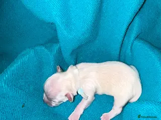 Lhasa Apso dogs Kc Reg Lhasa pup Only 1 left - Advert 3