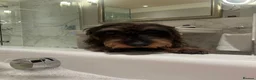 Dachshund dogs for sale: Standard quality Wire haired dachs - Advert 5