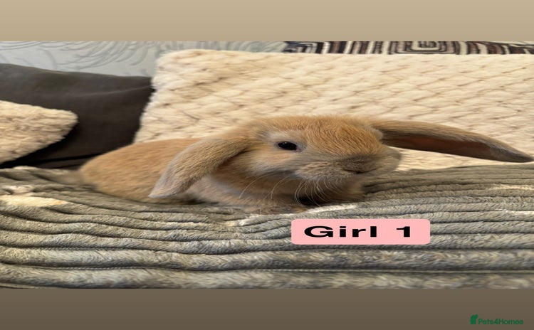 Mini Lop rabbits - Advert 4