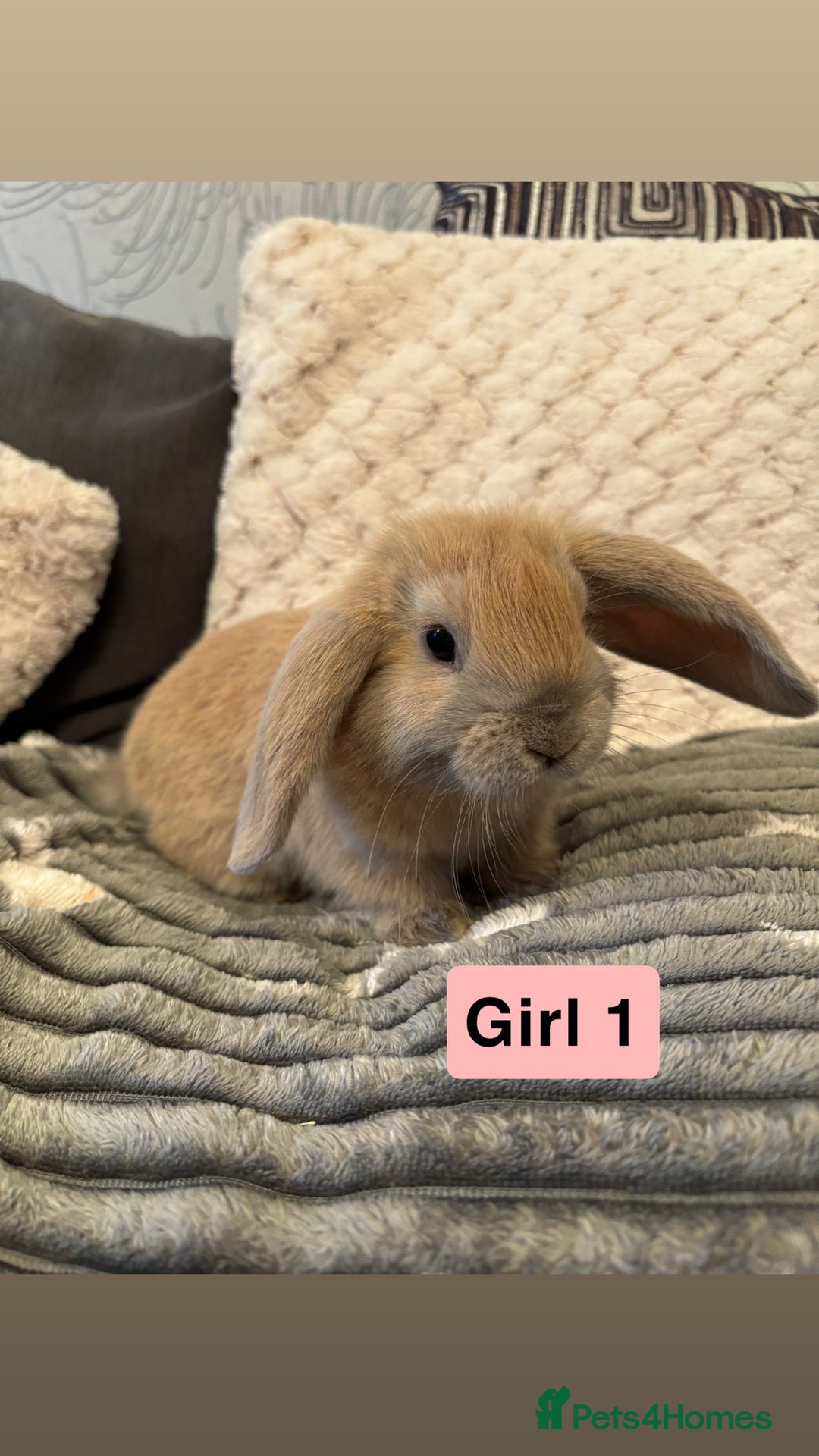 Mini Lop rabbits for sale: 4 Gorgeous Holland Lops😍 - Image 1