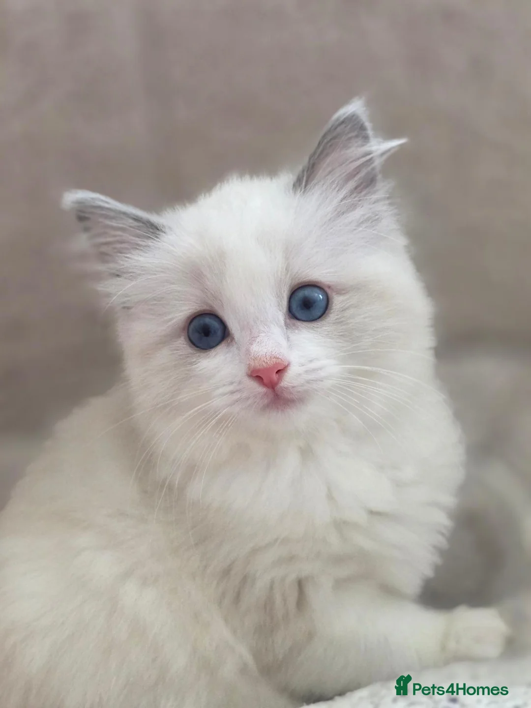 Ragdoll cats for sale: GCCF Registered Ragdoll Kitten - Advert 2