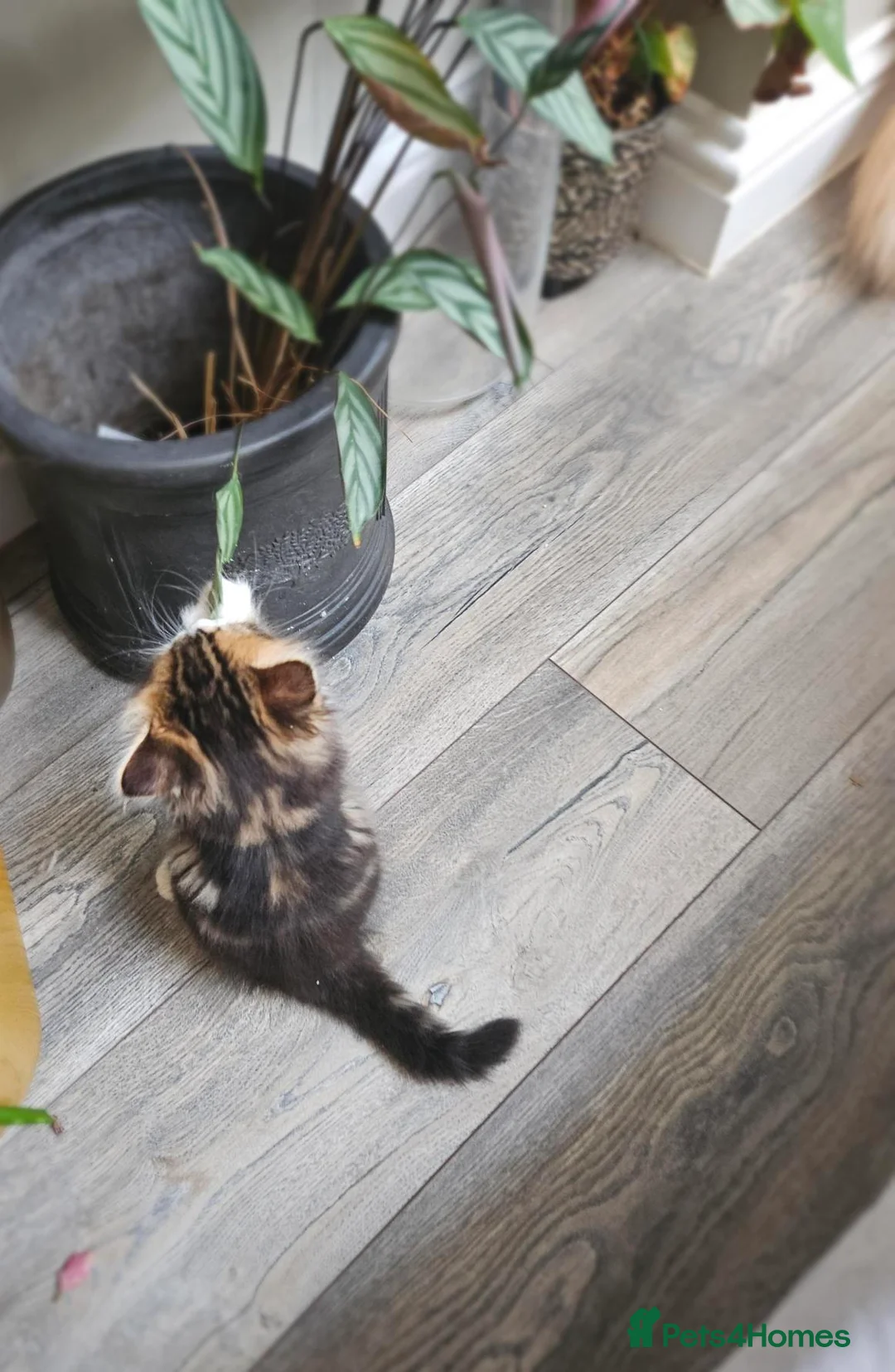 Mixed Breed cats for sale: Kuril- Doll🐾 Tiny Paws Seeking Forever Homes! 🐾 - Advert 2