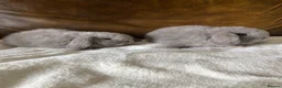 Mini Lop rabbits for sale: 2 Beautiful Female Mini Lops - Advert 6