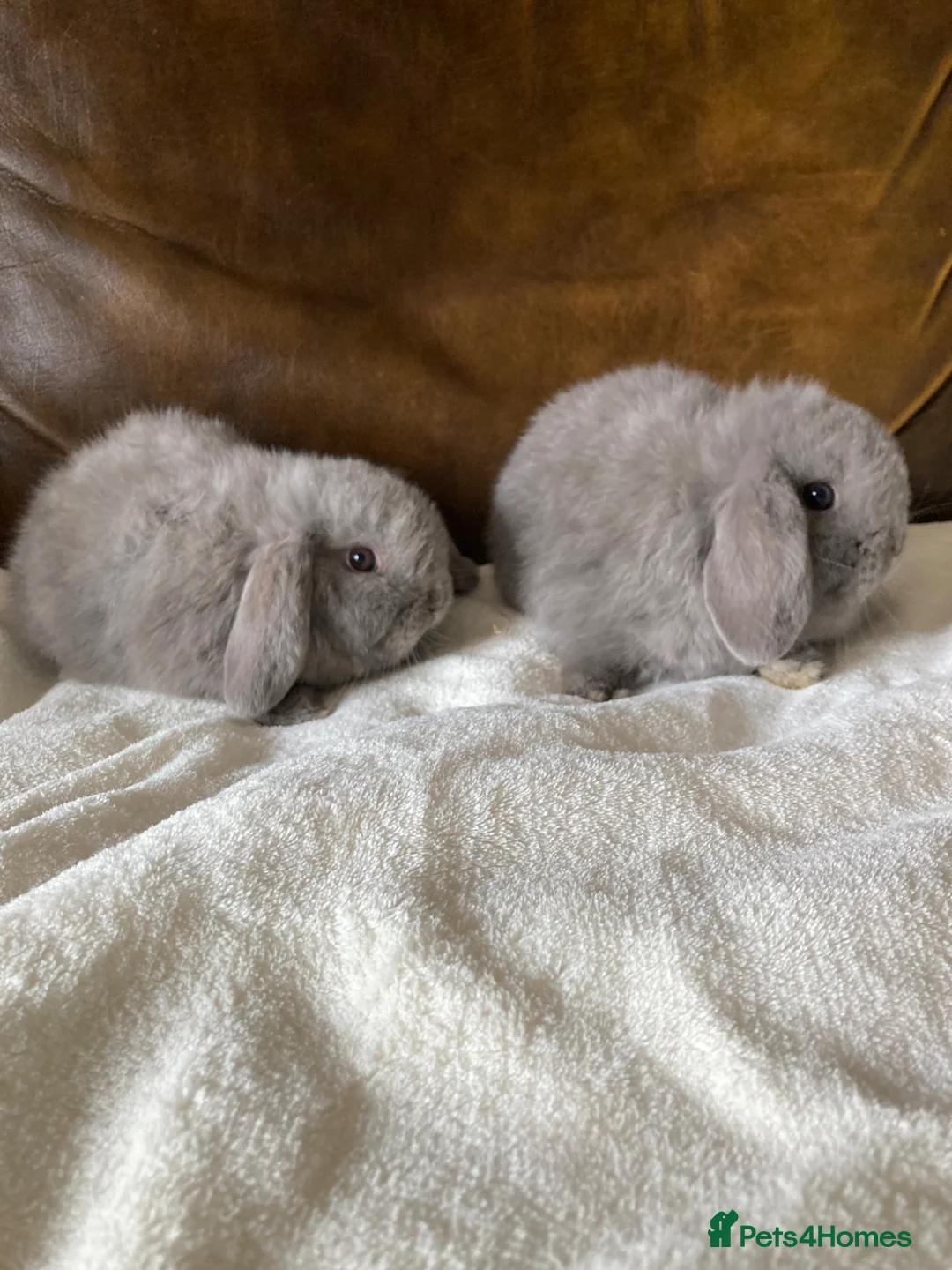 Mini Lop rabbits for sale: 2 Beautiful Female Mini Lops - Advert 6