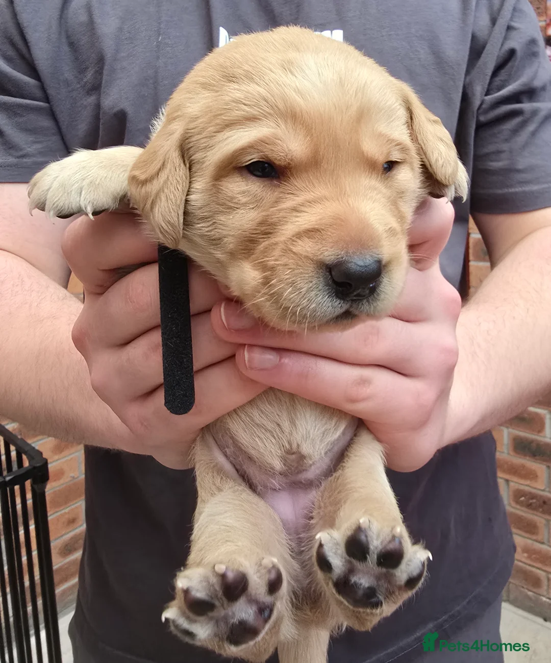 Labrador Retriever dogs for sale: 8 labrador pups bred for health and temperament! - Advert 9