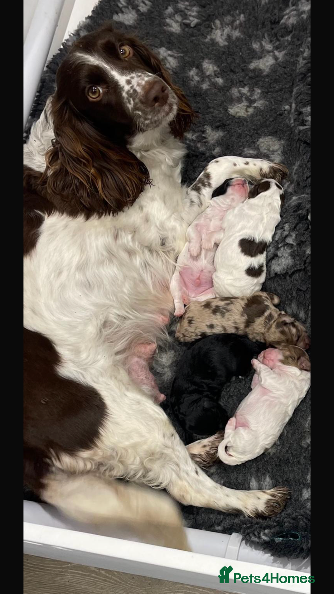 Cockapoo dogs for sale: F1 Cockapoo’s - Advert 9