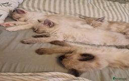 Ragdoll cats for sale: Stunning baby ragdolls - Image 1