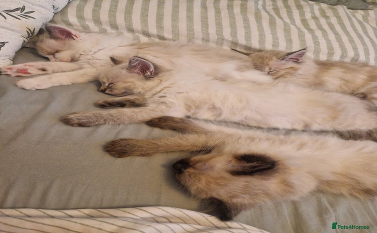Ragdoll cats - Advert 5