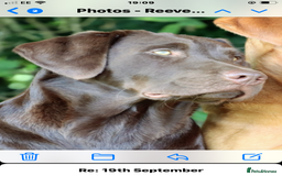 Labrador Retriever dogs for stud: Gorgeous chocolate Labrador  - Image 6