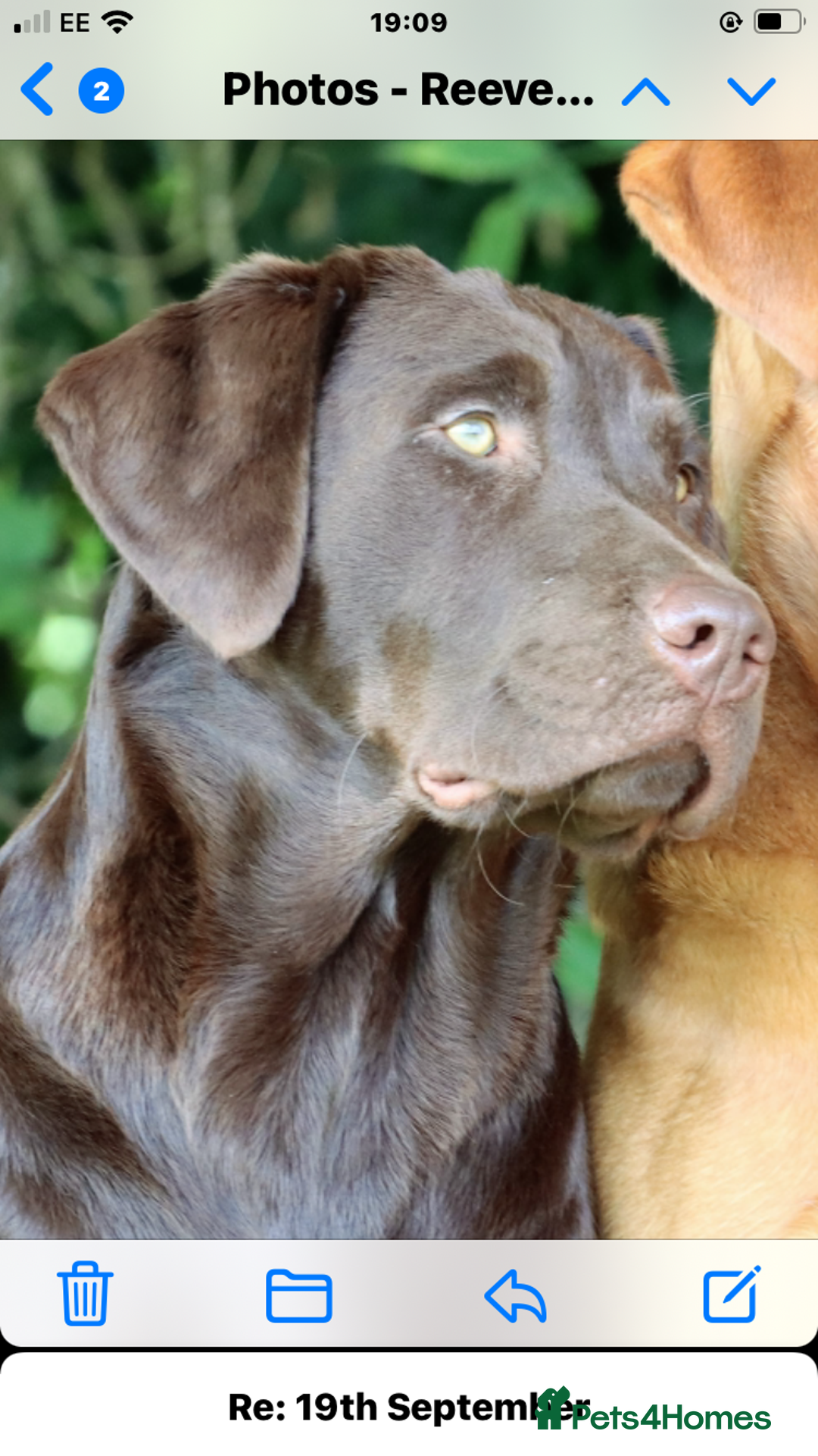 Labrador Retriever dogs for stud: Gorgeous chocolate Labrador  - Image 6