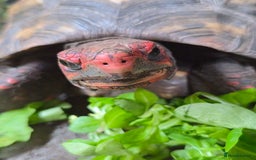 Tortoise reptiles for sale: Female cherry head red foot tortoise - Image 1