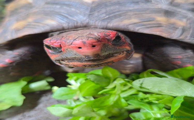 Tortoise reptiles - Advert 2