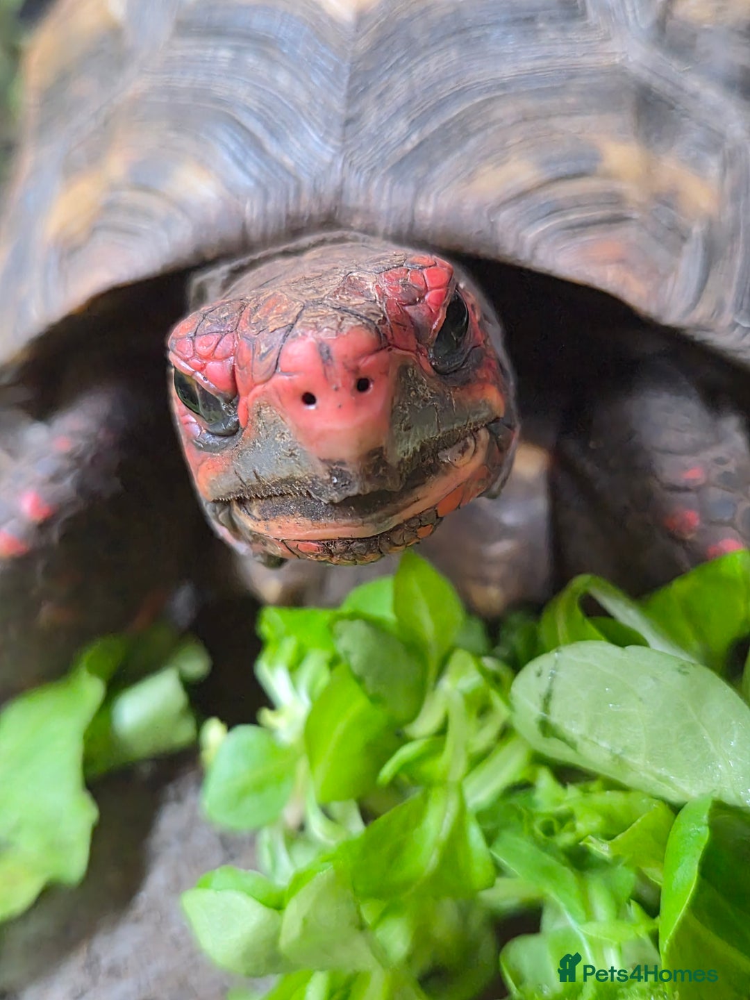 Tortoise reptiles for sale: Female cherry head red foot tortoise - Image 1