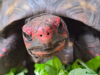 Tortoise reptiles - Advert 34