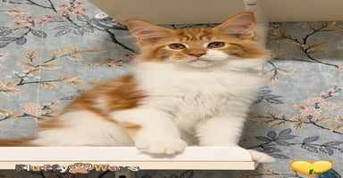 Maine Coon cats - Advert 2
