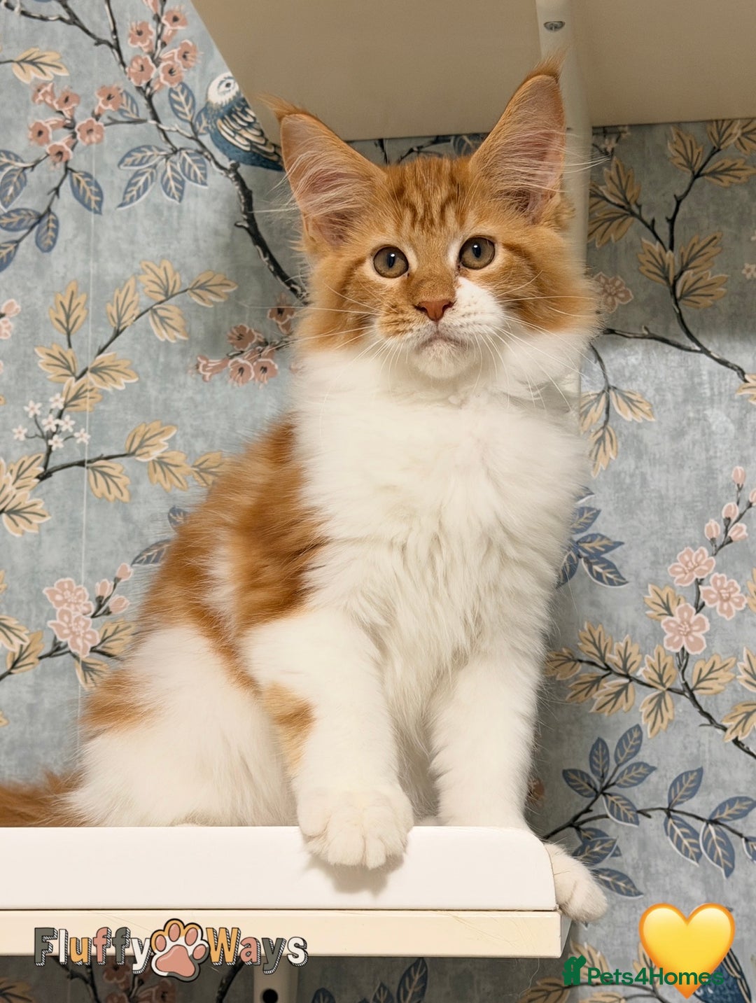 Maine Coon cats for sale: 🐾🦁 *TICA REG* GINGER MAINE COON KITTENS🦁🐾 - Image 2