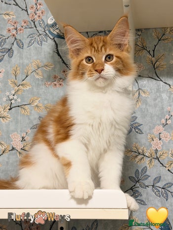 Maine Coon cats - Advert 14