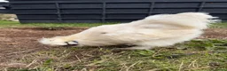 Chickens poultry for sale: CHICKENS FOR SALE – POINT OF LAY HENS & ROOSTERS in Ilfracombe - Advert 12