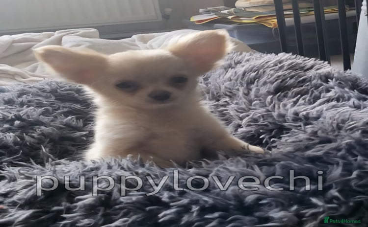 Chihuahua dogs - Advert 1