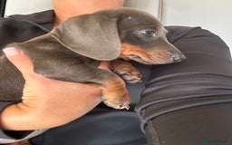 Miniature Dachshund dogs for sale: Miniature dachshunds  - Image 4