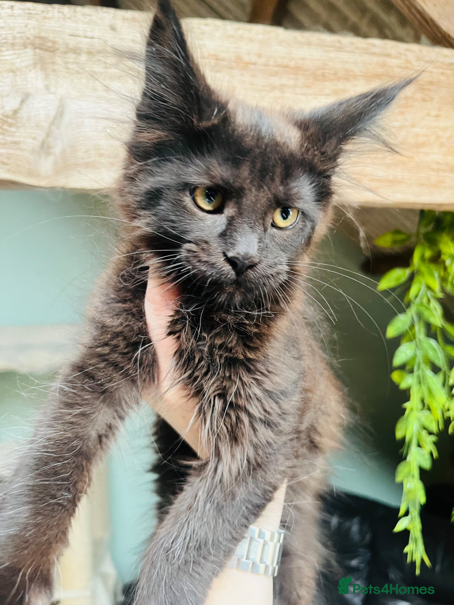 Maine Coon cats Stunning pedigree Maine coon kittens TICA - Advert 2