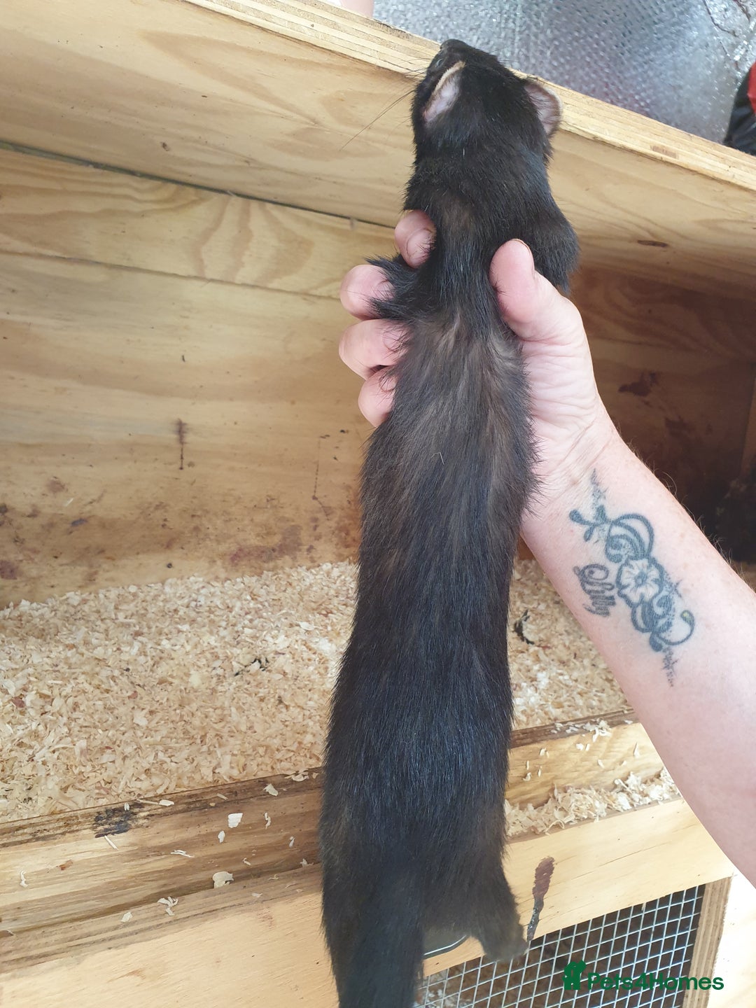 Ferret rodents for sale: Gorgeous litter well handled - Image 4