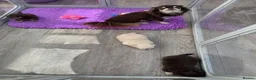 Chihuahua dogs for sale: 5* Licensed RKC Stunning Long Coat Chihuahuas - Advert 13