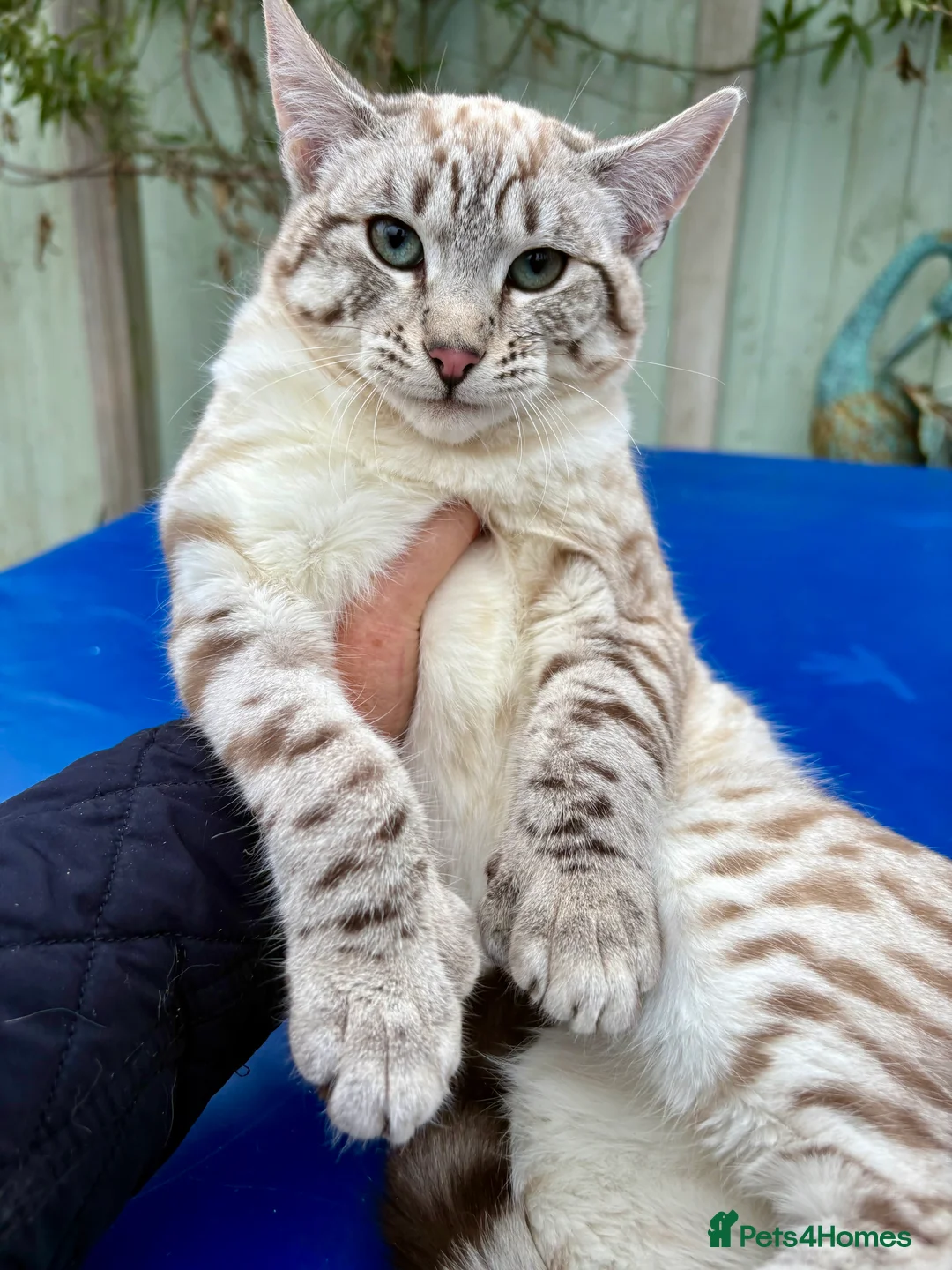 Savannah cats for sale: Breath taking wild looking girl  - Advert 9