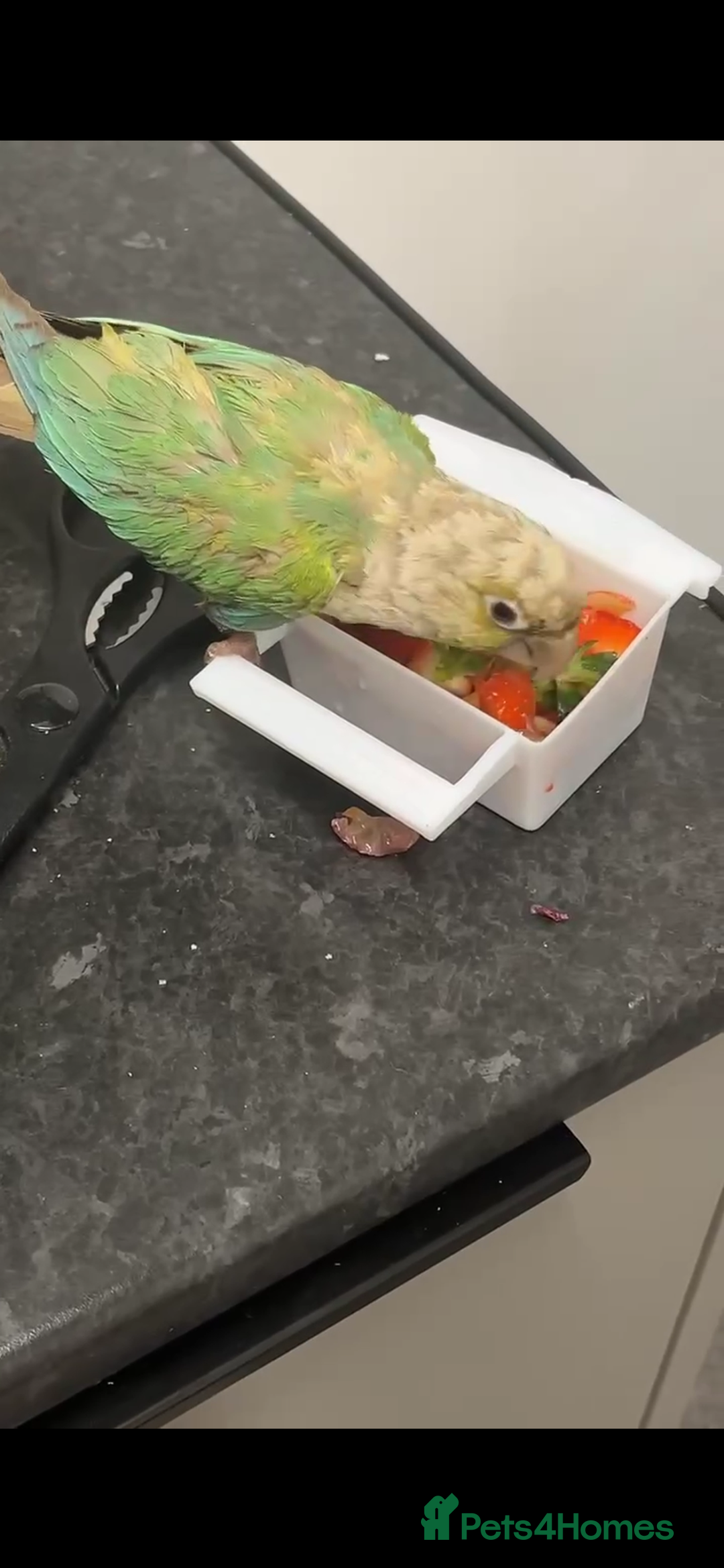 Conures birds for sale: Conure parrot  - Image 3