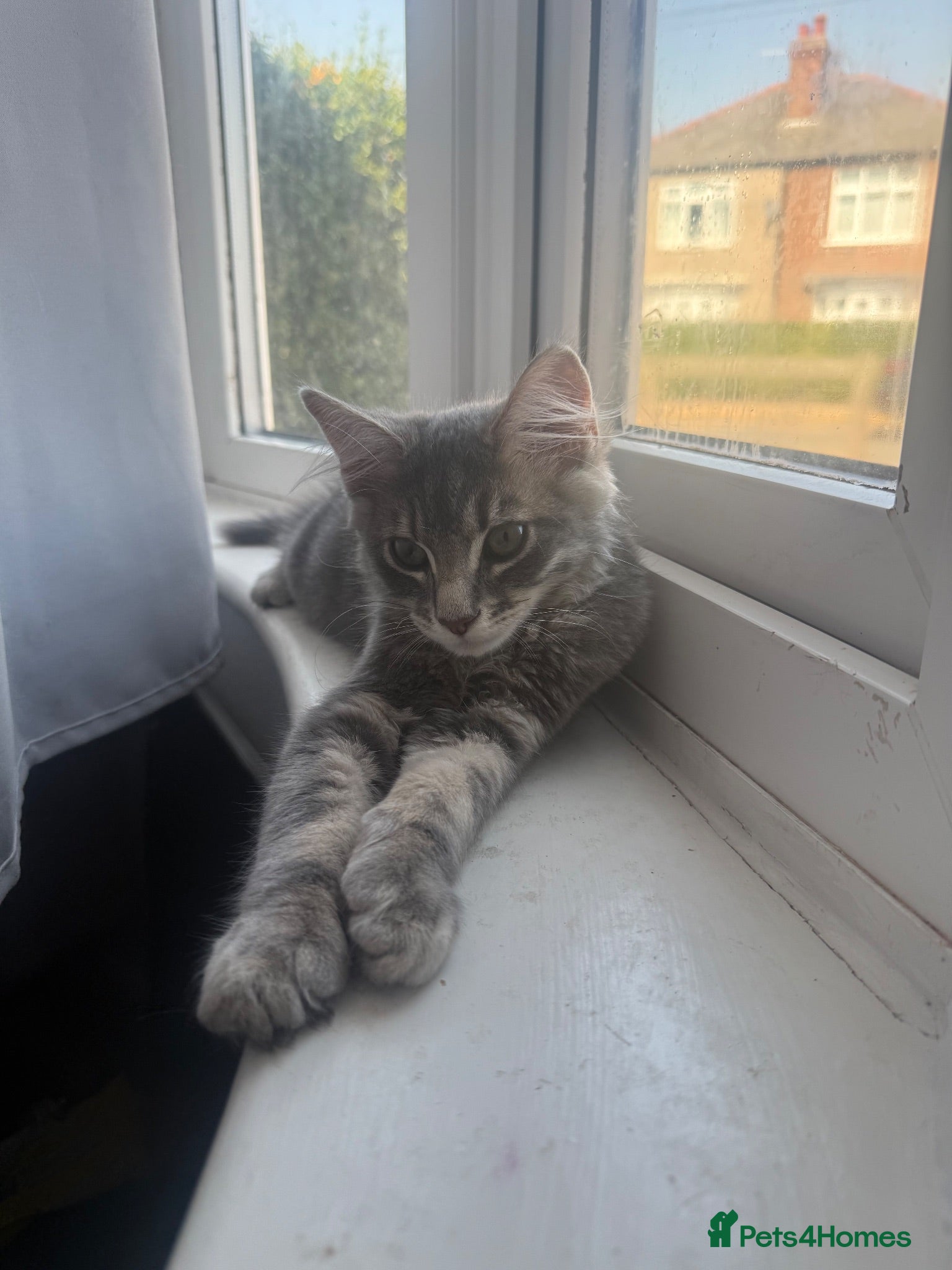 Mixed Breed cats Grey kitten  - Advert 1