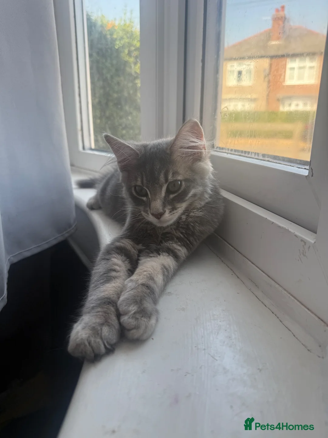 Mixed Breed cats for sale: Grey kitten  - Advert 1