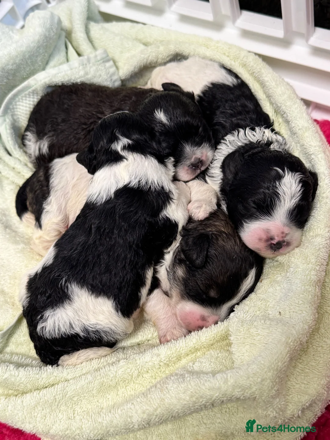 Cockapoo dogs for sale: American toy cockapoo puppies for reservation - Advert 6