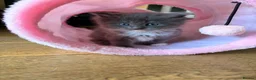 Ragcoon cats for sale: Last of litter affectionate playful Ragcoon baby  - Advert 37