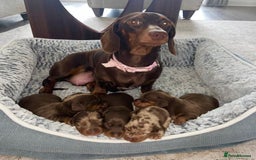 Miniature Dachshund dogs for sale: KC Championship line miniature dachshunds  - Image 9