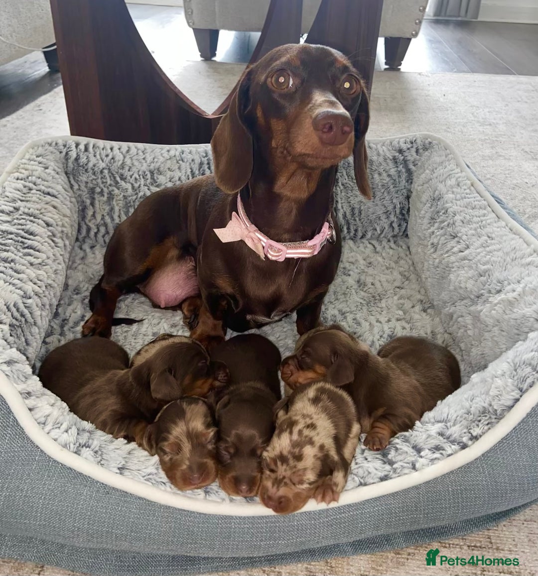 Miniature Dachshund dogs for sale: KC Championship line miniature dachshunds  - Image 9