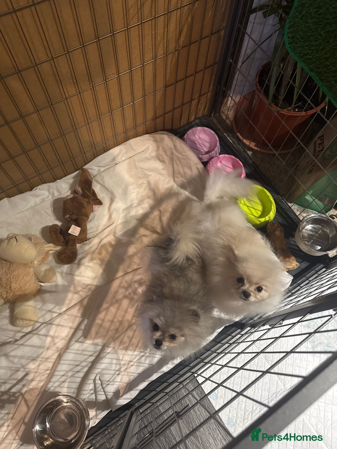 Pomeranian dogs for sale: Pomeranian  - Advert 9