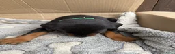 Dobermann dogs for sale: Doberman puppies for sale boys & girls  - Advert 22