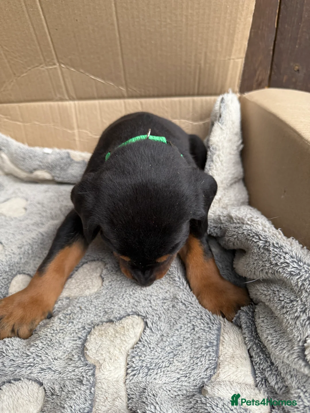 Dobermann dogs for sale: Doberman puppies for sale boys & girls  - Advert 22