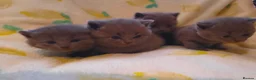 British Shorthair cats for sale: Brithish shorthair kittens  - Advert 2