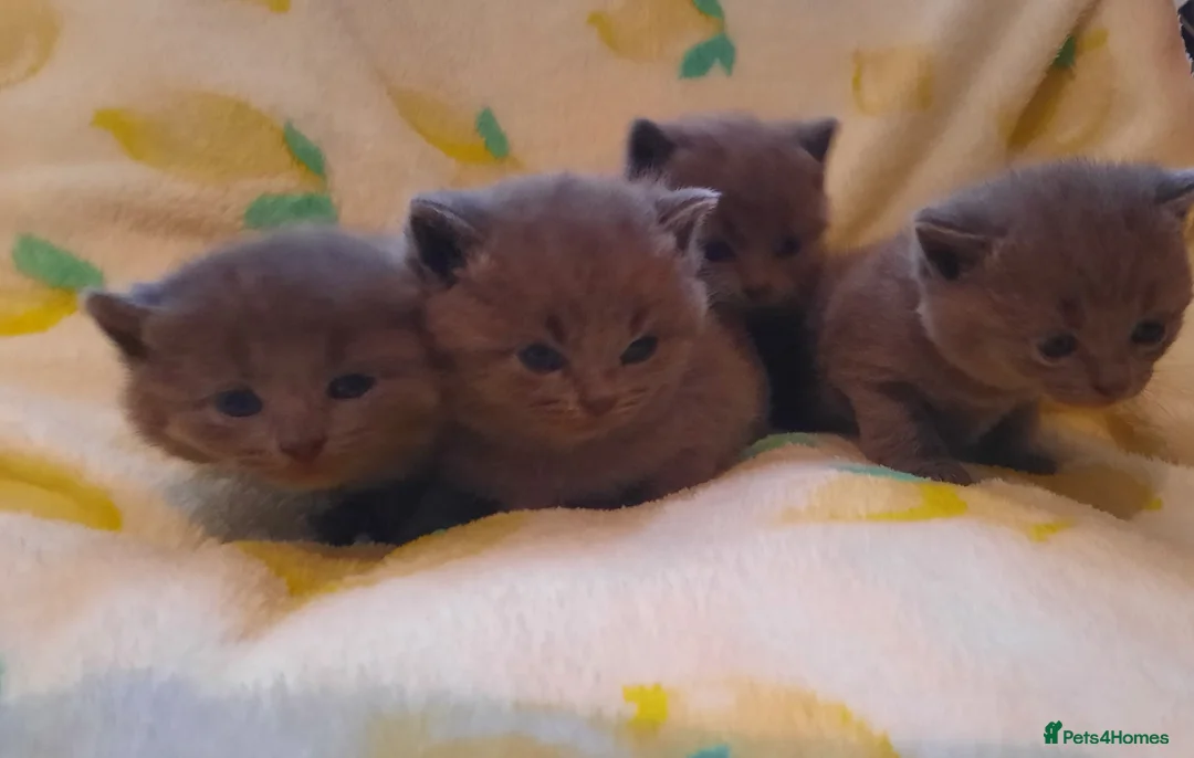 British Shorthair cats for sale: Brithish shorthair kittens  - Advert 2