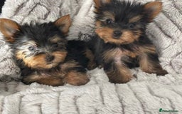 Yorkshire Terrier dogs for sale: 2 boys ready to go  - Image 6